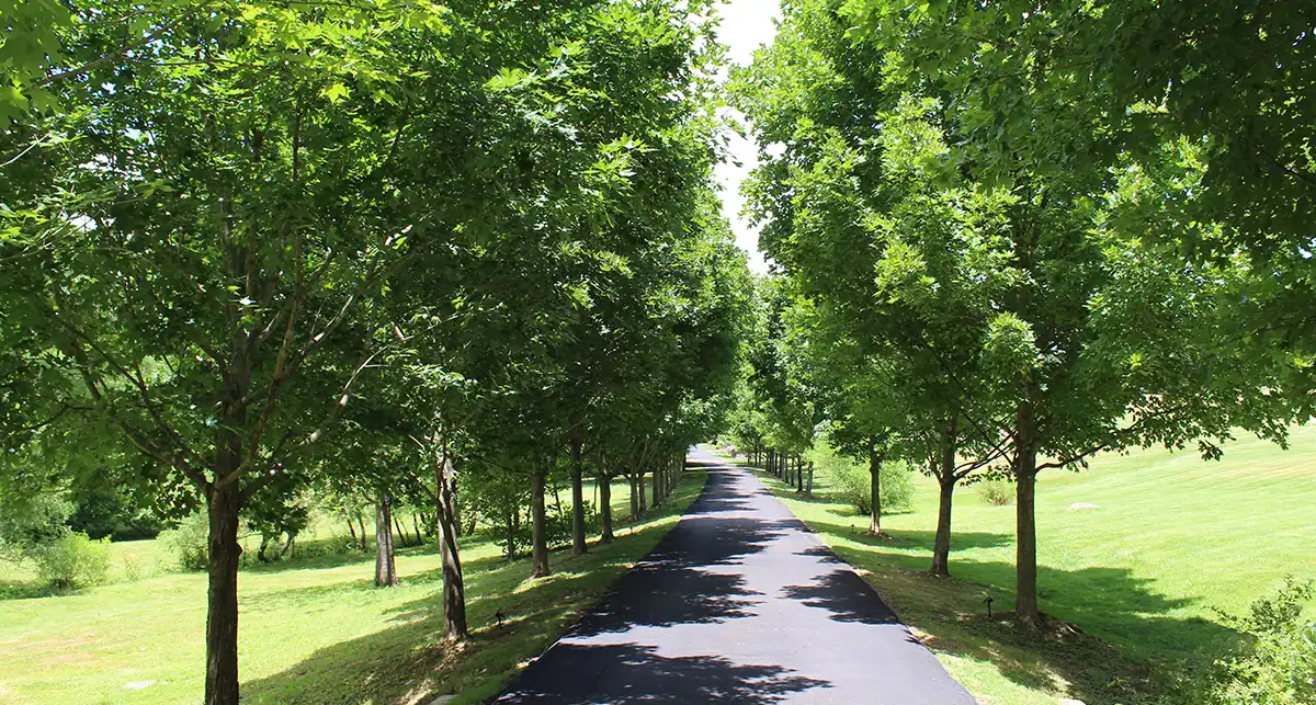 IMG_4090 a paved path with trees on either side